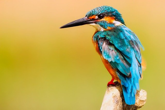 kingfisher-g131b7584b_640